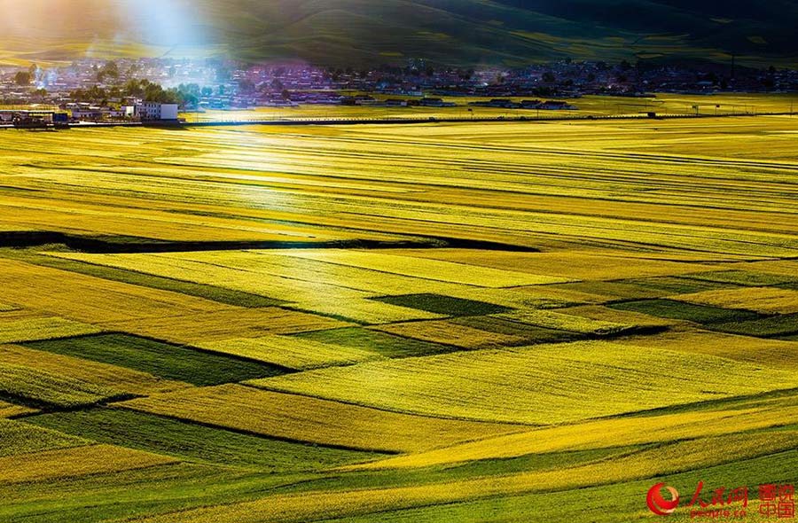 Sea of rapeseed blossoms in Menyuan