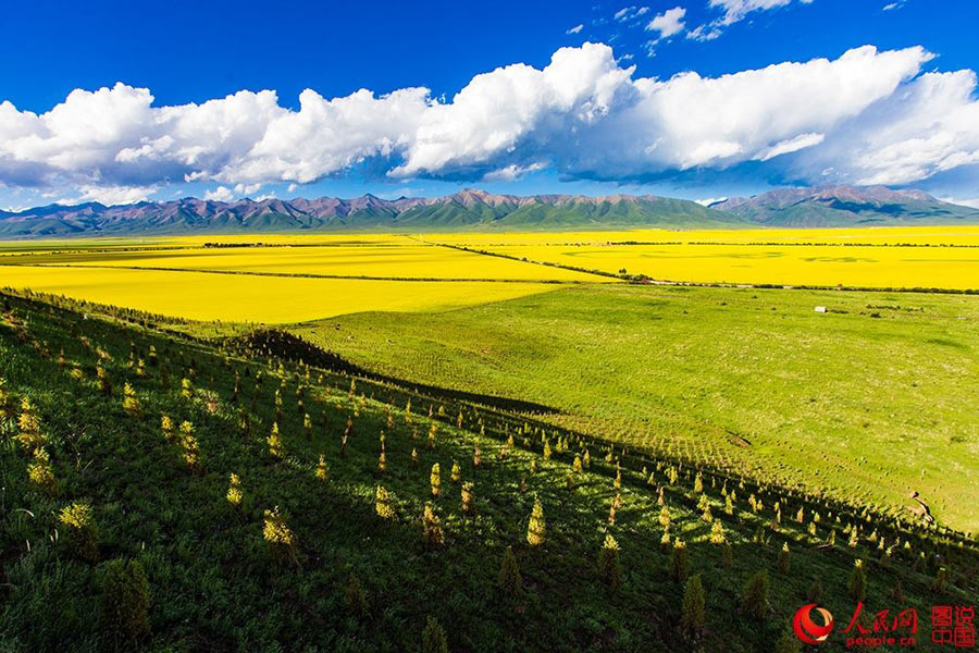 Sea of rapeseed blossoms in Menyuan