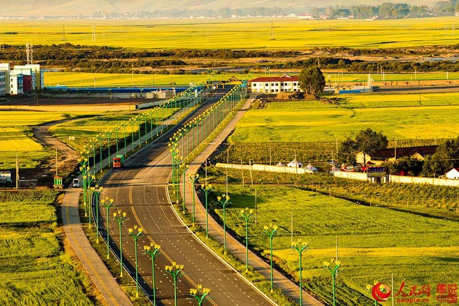 Sea of rapeseed blossoms in Menyuan