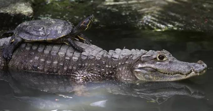 Heartwarming moments show friendship between animals