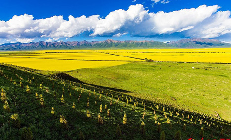 Sea of rapeseed blossoms in Menyuan