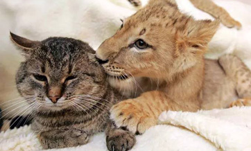 Heartwarming moments show friendship between animals