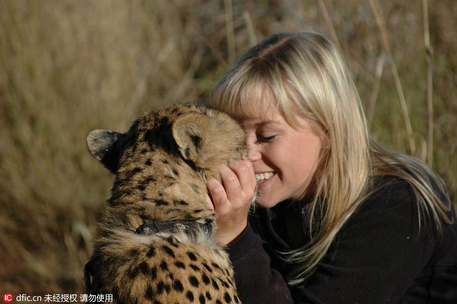 Beauty and the beasts: volunteer bonds with rescued cheetahs in South Africa