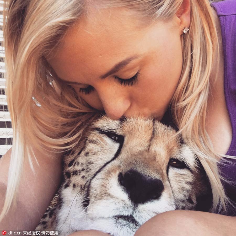 Beauty and the beasts: volunteer bonds with rescued cheetahs in South Africa