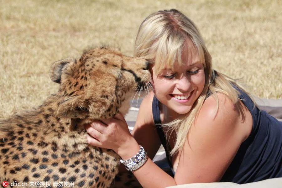 Beauty and the beasts: volunteer bonds with rescued cheetahs in South Africa