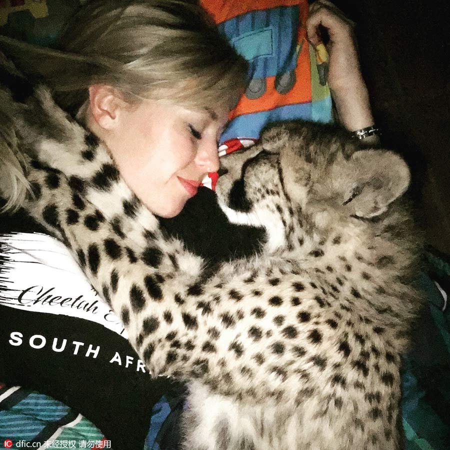Beauty and the beasts: volunteer bonds with rescued cheetahs in South Africa