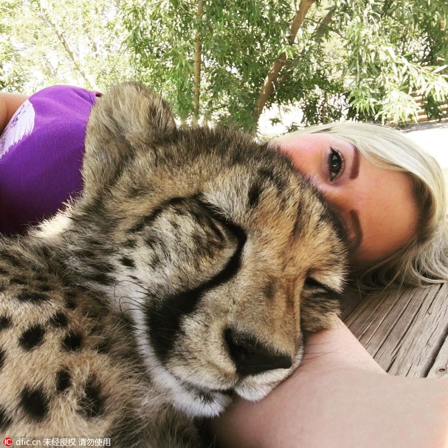 Beauty and the beasts: volunteer bonds with rescued cheetahs in South Africa