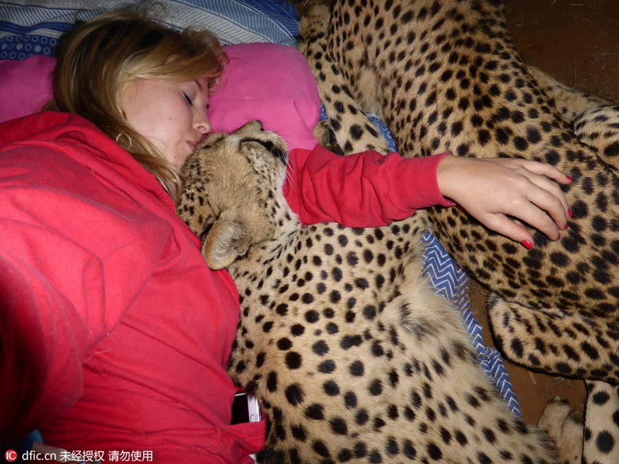 Beauty and the beasts: volunteer bonds with rescued cheetahs in South Africa
