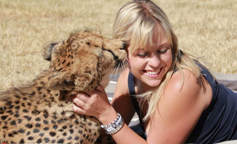 Volunteer bonds with rescued cheetahs in South Africa