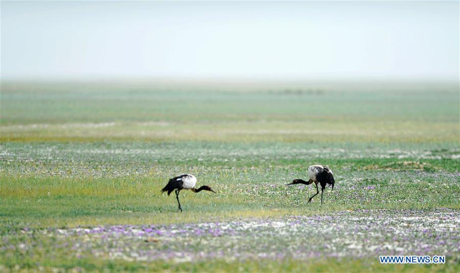 Black-necked cranes seen at Yanchiwan National Nature Reserve