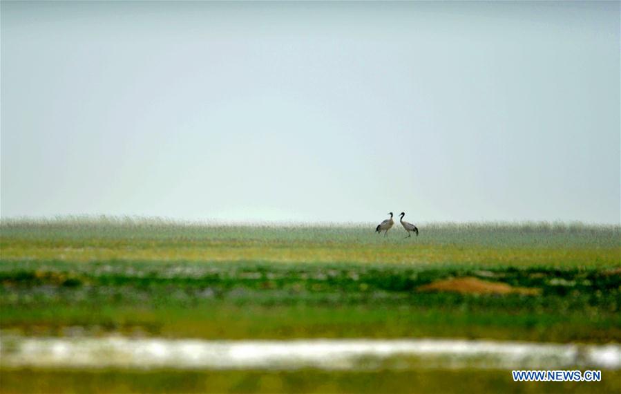 Black-necked cranes seen at Yanchiwan National Nature Reserve