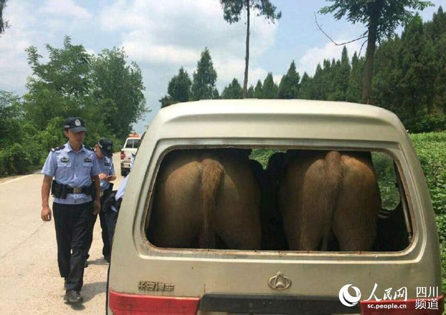 Busted! Police find two oxen stuck in a van