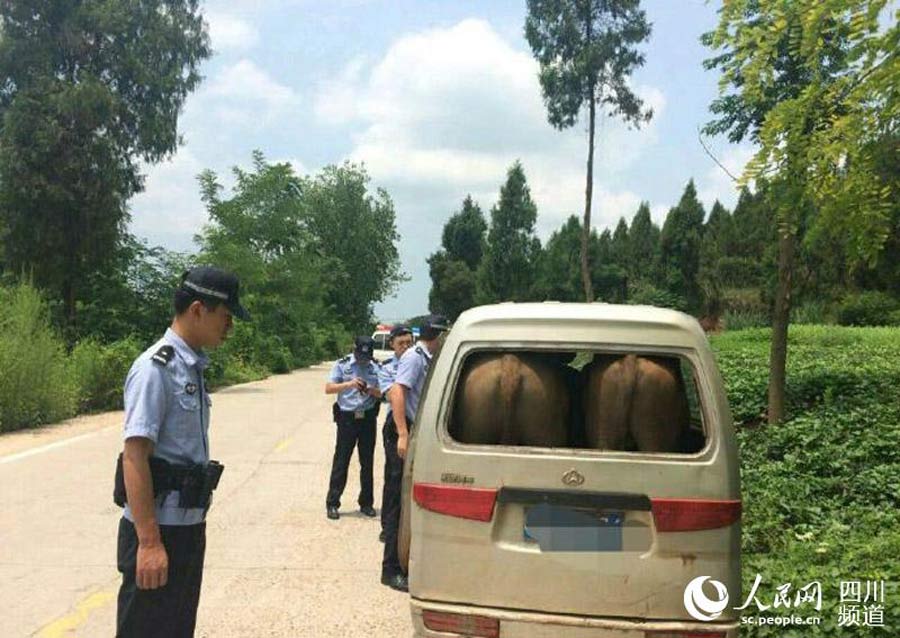 Busted! Police find two oxen stuck in a van