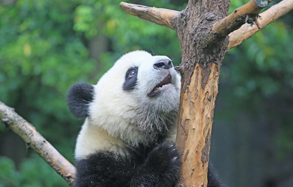 Sichuan-Shaanxi-Gansu to set up giant panda national park