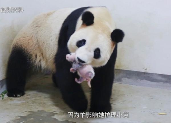 First panda cub born in Shanghai ready to meet the public in September