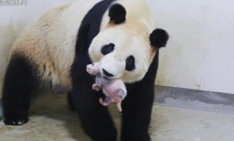 First panda cub born in Shanghai ready to meet the public in September