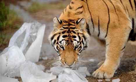 Siberian tigers enjoy summer days in NE China