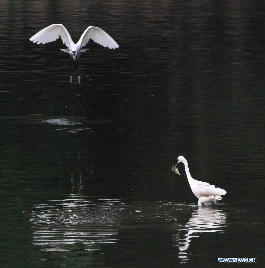 Egrets dance in river