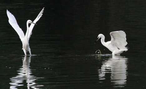 Egrets dance in river