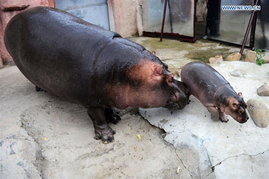 One month old baby hippo debuts in E China