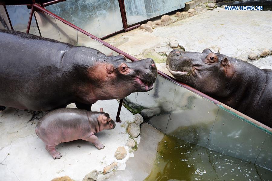 One month old baby hippo debuts in E China