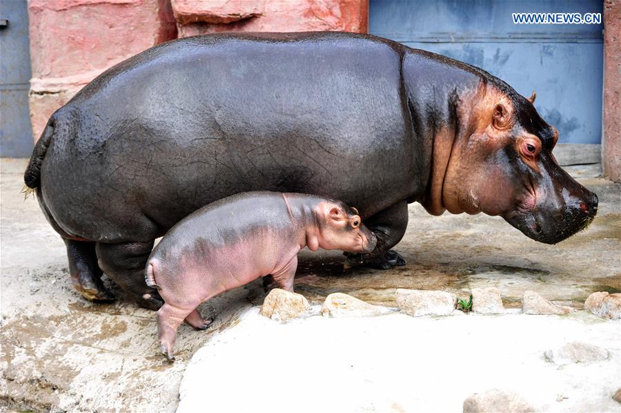 One month old baby hippo debuts in E China