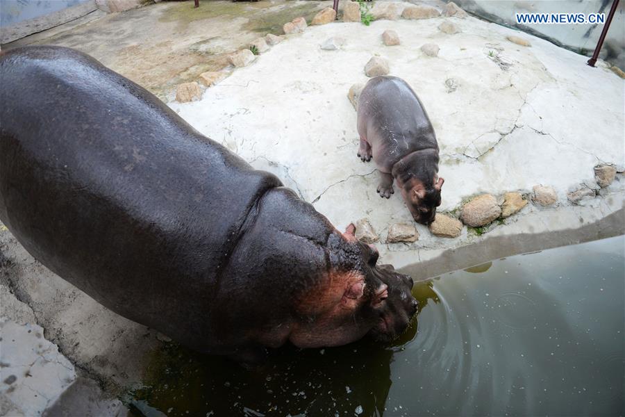 One month old baby hippo debuts in E China