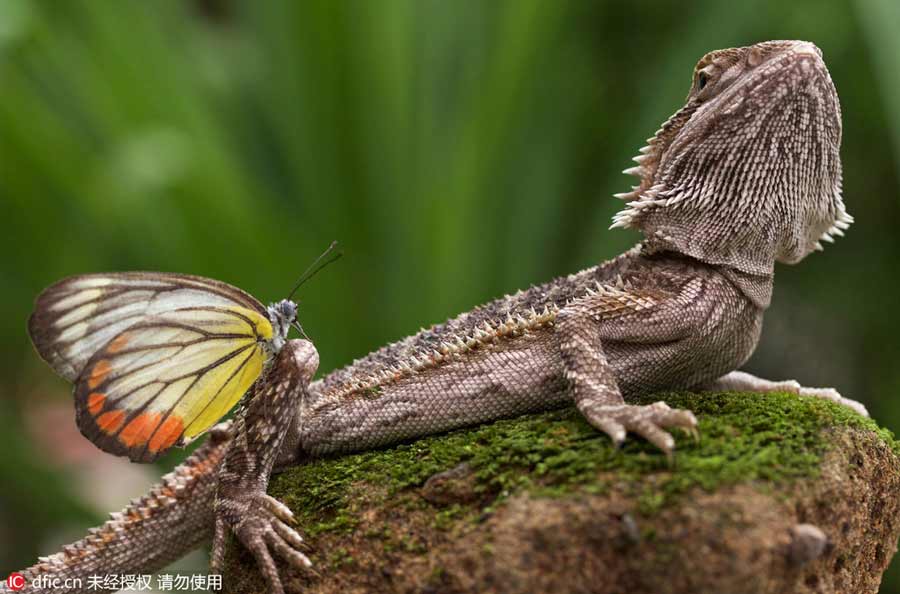 An unlikely friendship captured on film