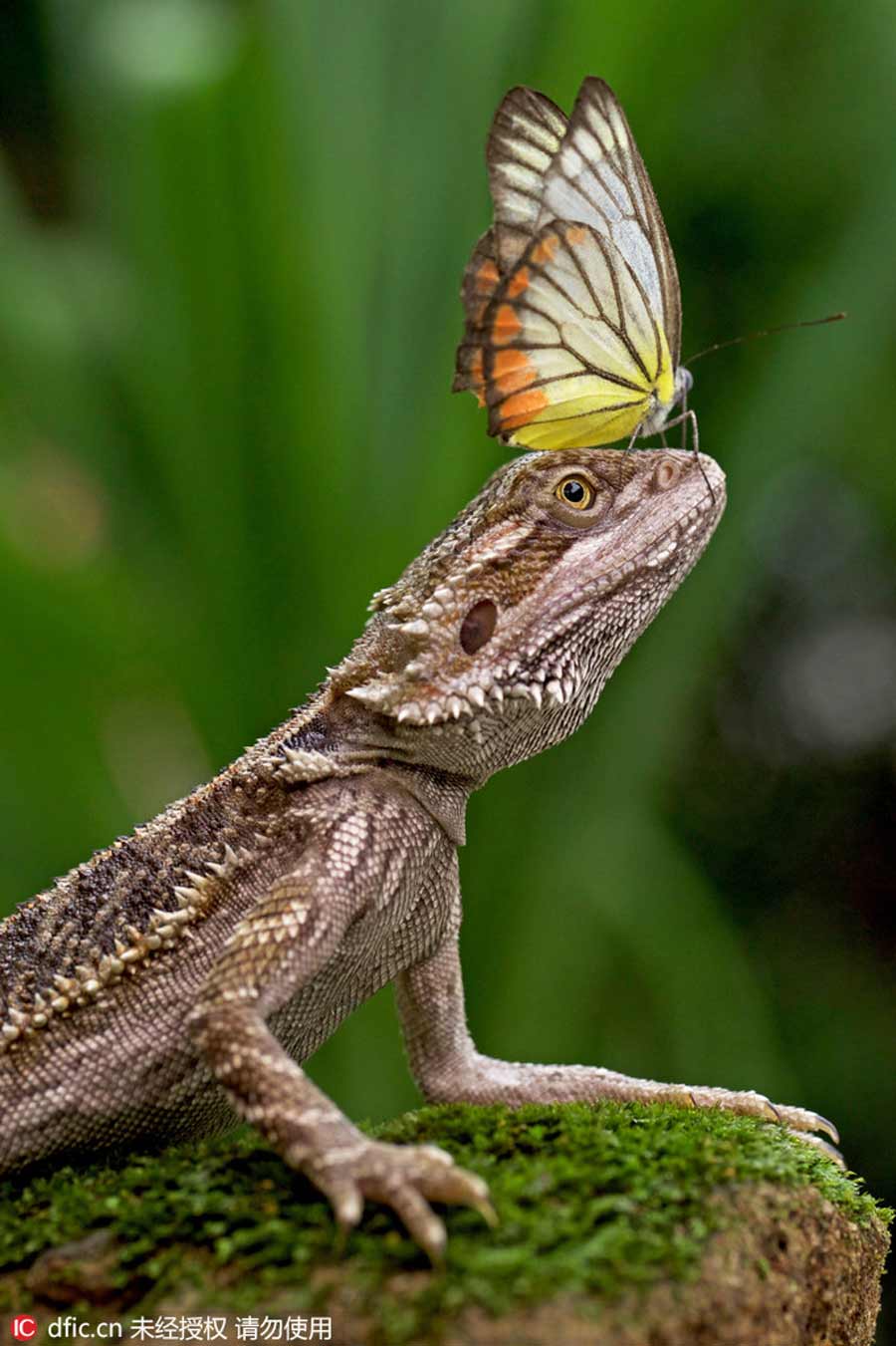 An unlikely friendship captured on film