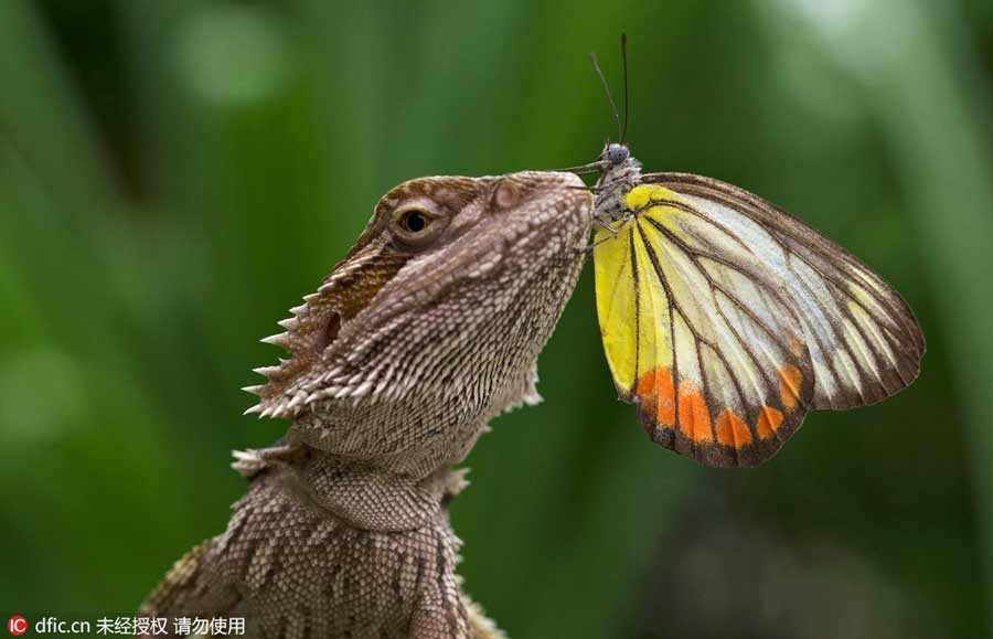 An unlikely friendship captured on film