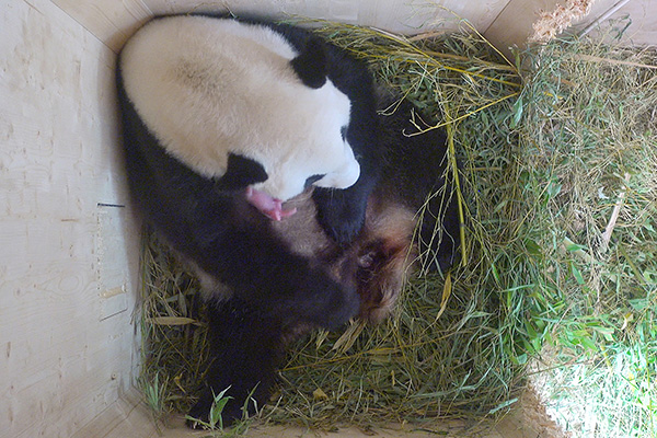 Baby panda born at Vienna zoo through rare natural conception