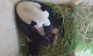 Baby panda born at Vienna zoo through rare natural conception