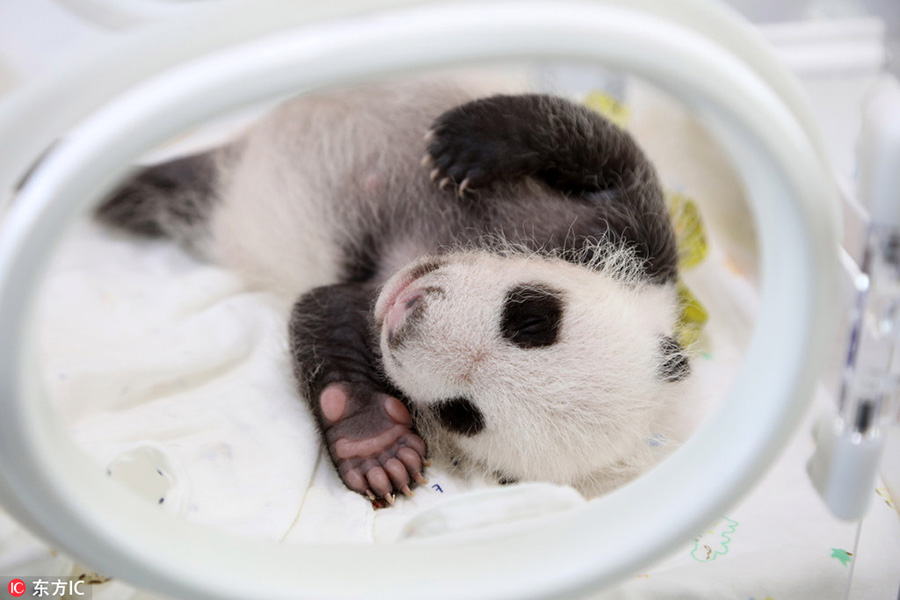First panda baby born in Shanghai research center turns 1 month old