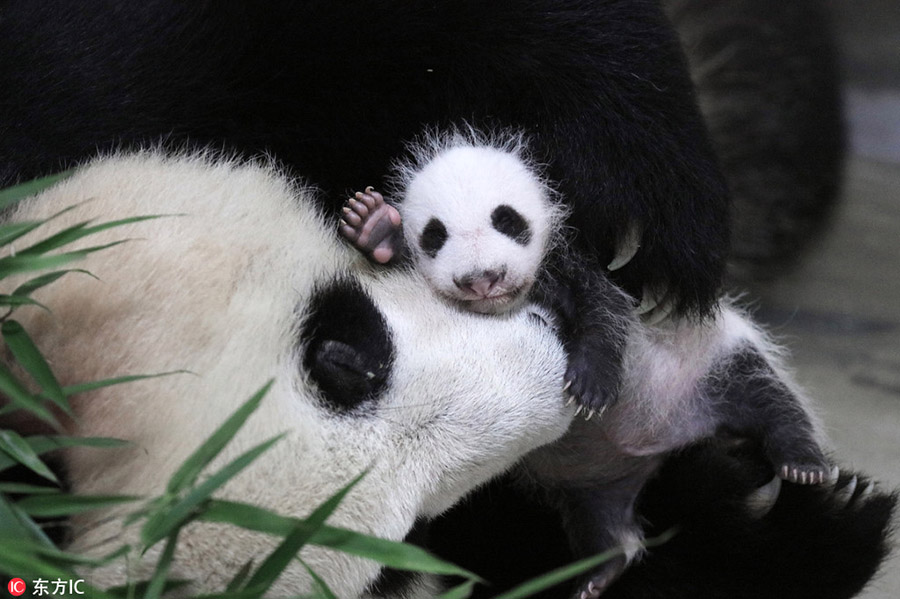 First panda baby born in Shanghai research center turns 1 month old