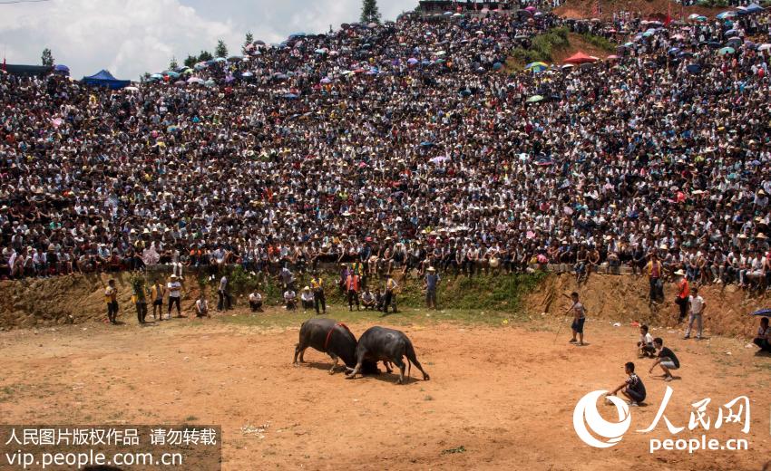 Bullfight held in Guizhou to celebrate the harvest