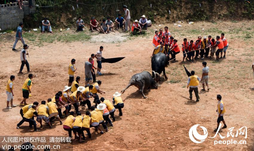 Bullfight held in Guizhou to celebrate the harvest