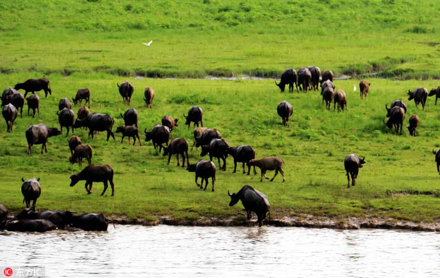 Buffalo swim across Jialing River to forage