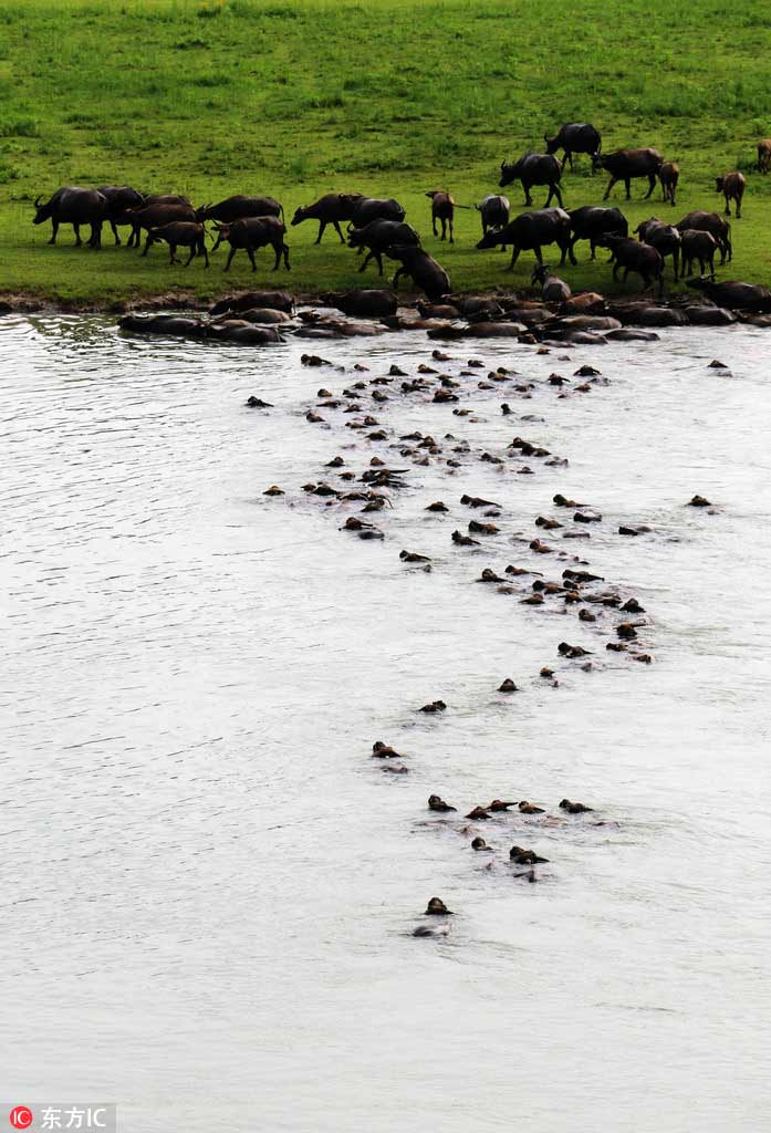 Buffalo swim across Jialing River to forage