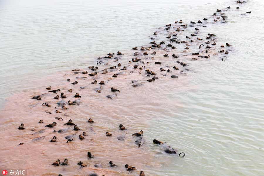 Buffalo swim across Jialing River to forage