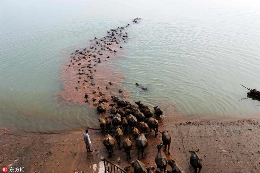 Buffalo swim across Jialing River to forage