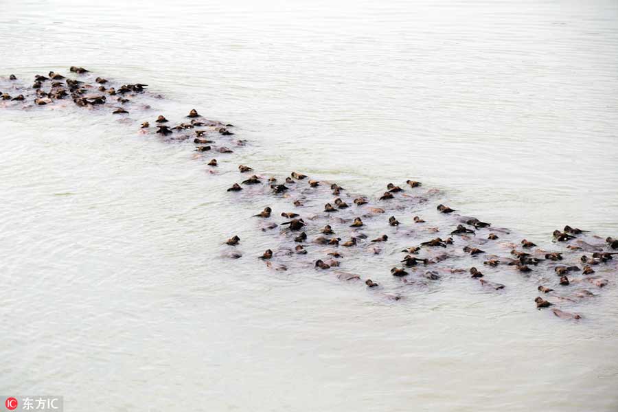 Buffalo swim across Jialing River to forage