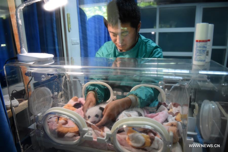 Giant panda twins make debut in SW China