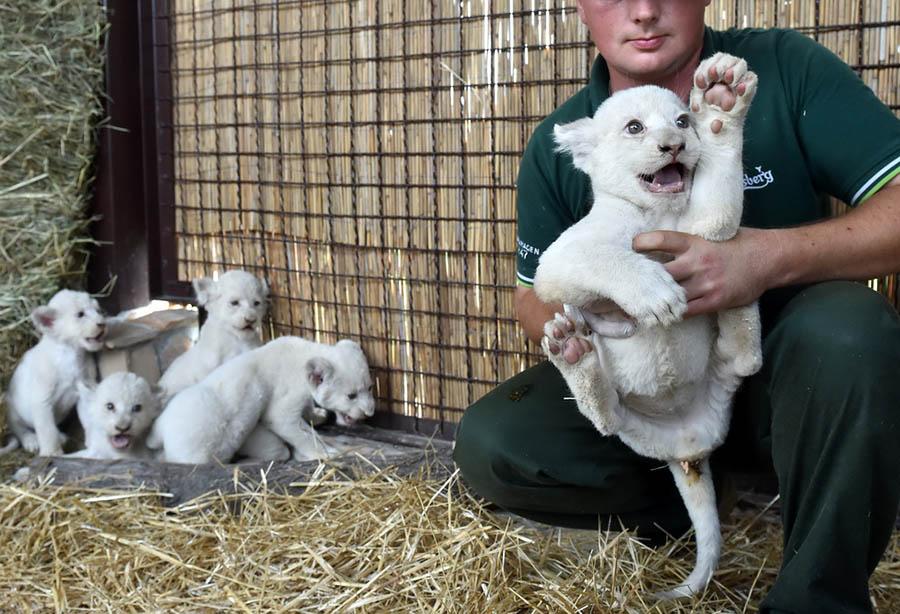 Adorable white lion cubs show off in Ukraine zoo