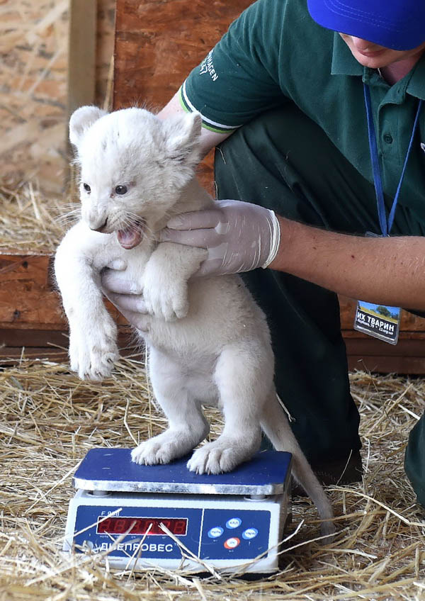 Adorable white lion cubs show off in Ukraine zoo