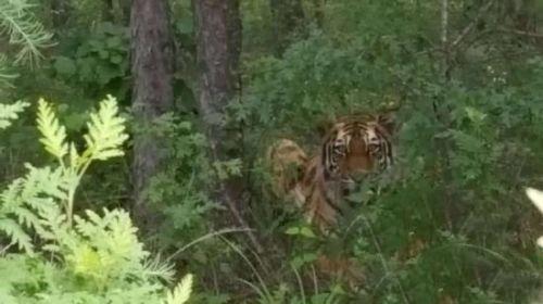 Tiger appears in village in northeast China, kills 6 cattle