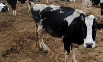 Tiger appears in village in northeast China, kills 6 cattle