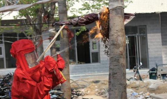 Wasp nest-removing company in Sichuan province