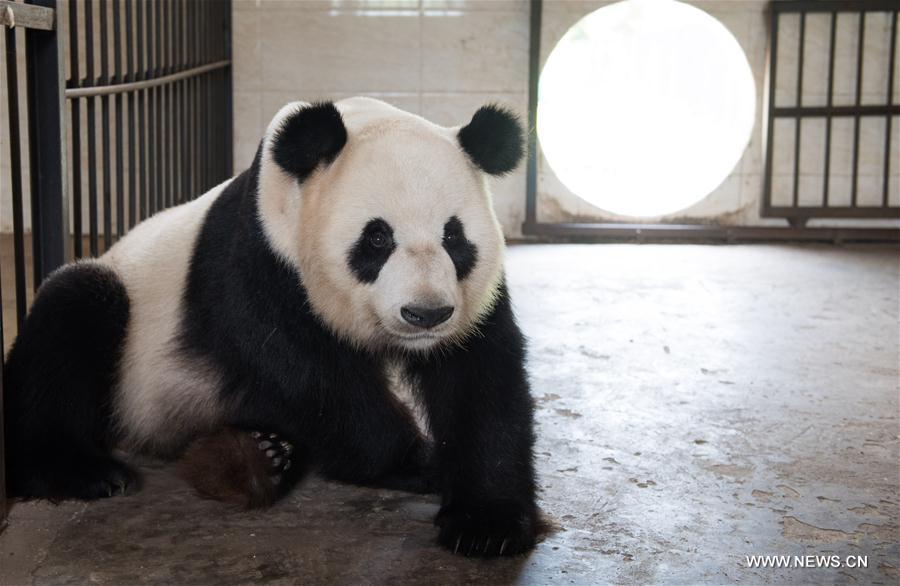 Giant pandas trained to survive in wild in base in SW China 