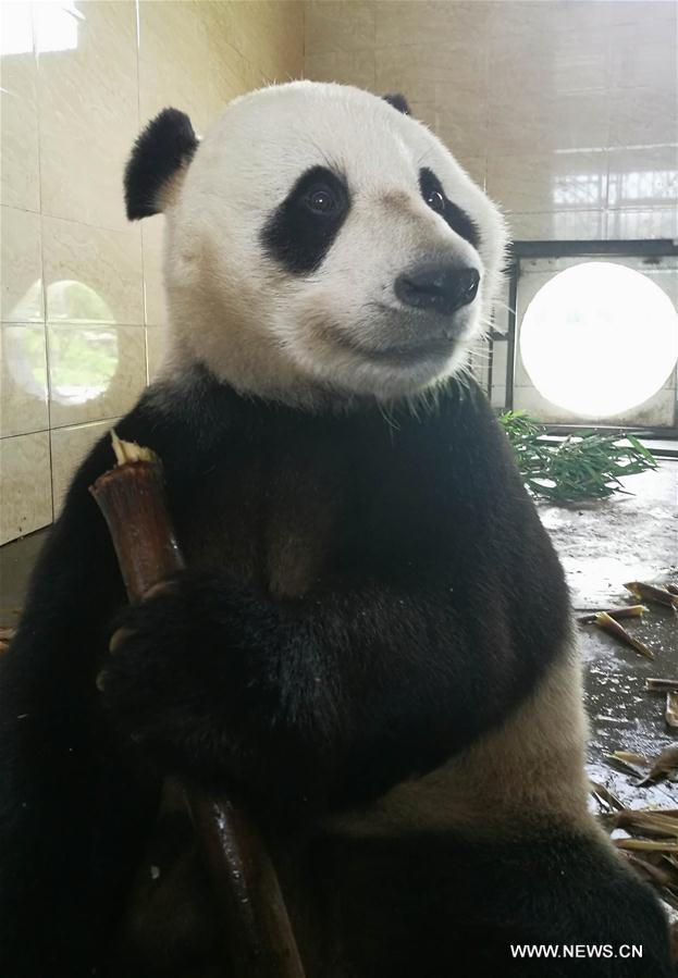 Giant pandas trained to survive in wild in base in SW China 