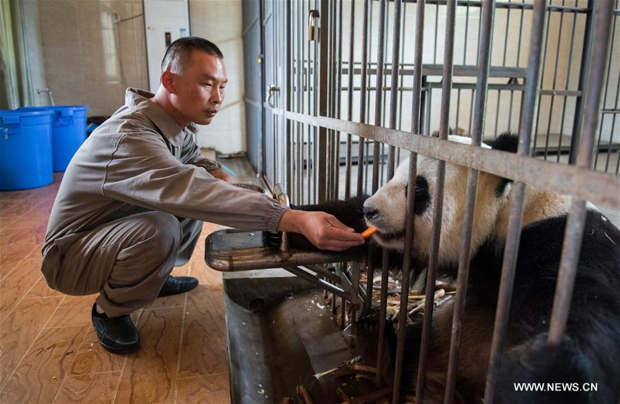 Giant pandas trained to survive in wild in base in SW China 